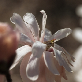 Magnolia kobus var. stellata 'Kikuzaki' (033430)