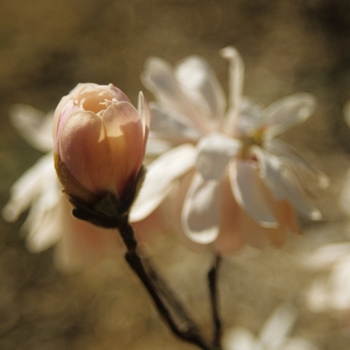 Magnolia kobus var. stellata 'Kikuzaki' (033431)
