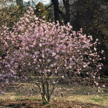 Magnolia x loebneri 'Leonard Messel' (033434)