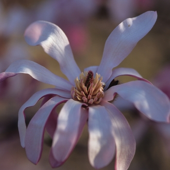 Magnolia x loebneri 'Leonard Messel' (033437)