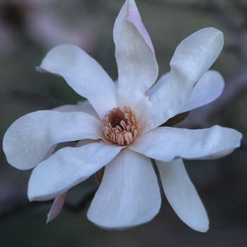 Magnolia x loebneri 'Leonard Messel' (033438)