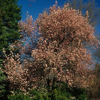 Magnolia x soulangeana '' (033444)