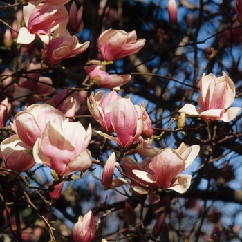 Magnolia x soulangeana '' (033449)