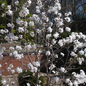 Magnolia stellata 'Waterlily' (033462)