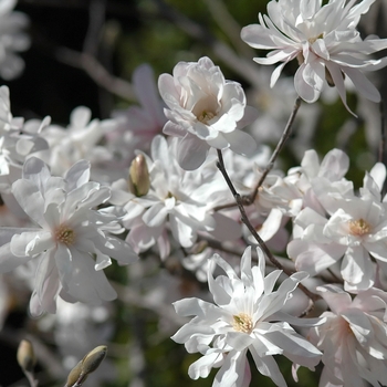 Magnolia stellata 'Waterlily' (033464)