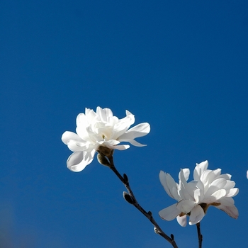 Magnolia stellata 'Waterlily' (033465)
