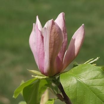 Magnolia acuminata 'Eva Maria' (033499)