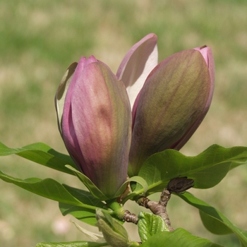 Magnolia x brooklynensis 'Woodsman' (033501)