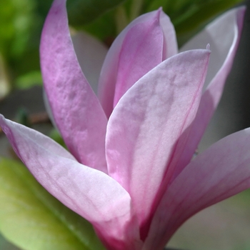 Magnolia x soulangeana 'Coates' (033512)