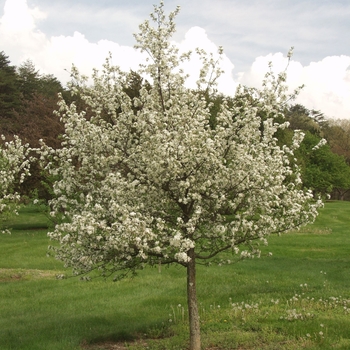 Malus 'Doubloons' (033610)