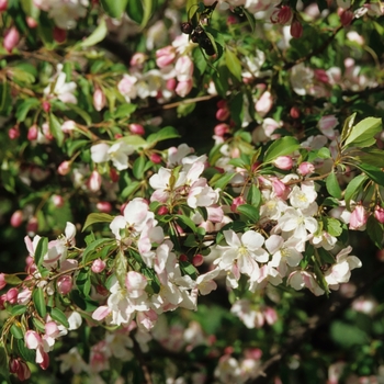 Malus 'Lullaby' (033670)