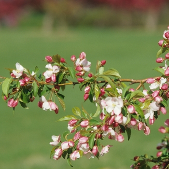 Malus 'Lullaby' (033671)