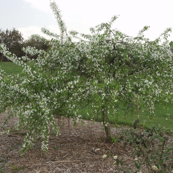 Malus 'Red Swan' (033721)