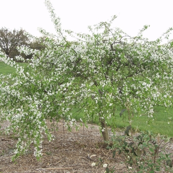 Malus 'Red Swan' (033722)