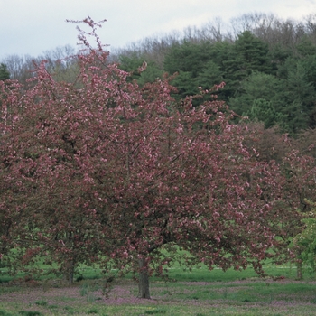 Malus 'Weeping Candied Apple' (033766)
