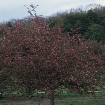 Malus 'Weeping Candied Apple' (033767)
