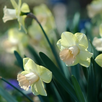 Narcissus 'American Lakes' (033966)