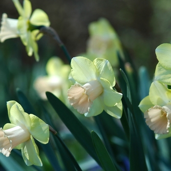 Narcissus 'American Lakes' (033967)
