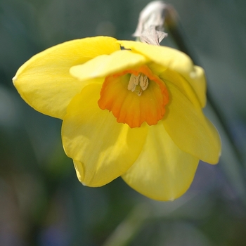 Narcissus 'Botlar' (033983)