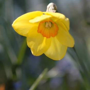 Narcissus 'Botlar' (033984)