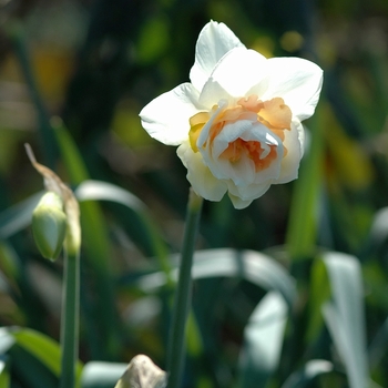 Narcissus 'Christmas Valley' (034000)
