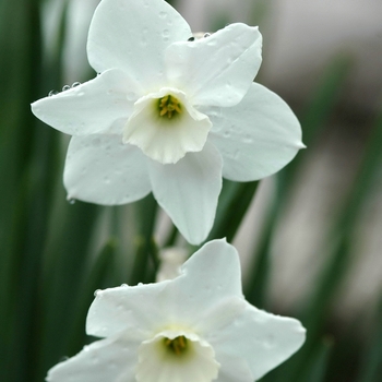 Narcissus 'Dainty Miss' (034009)