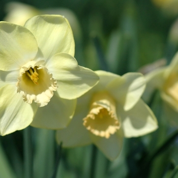 Narcissus 'Euphunk Grace' (034017)