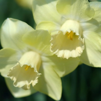 Narcissus 'Euphunk Grace' (034018)