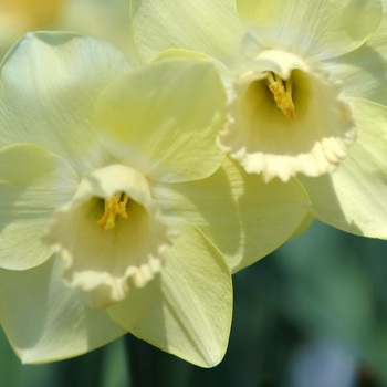 Narcissus 'Euphunk Grace' (034019)