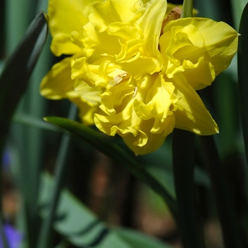 Narcissus 'Flyer' (034023)