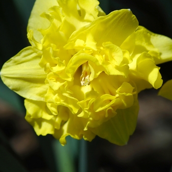 Narcissus 'Flyer' (034024)