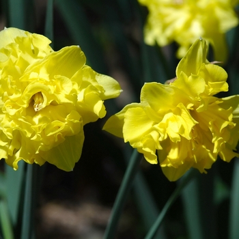 Narcissus 'Flyer' (034025)