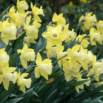 Narcissus 'Gin and Lime' (034029)
