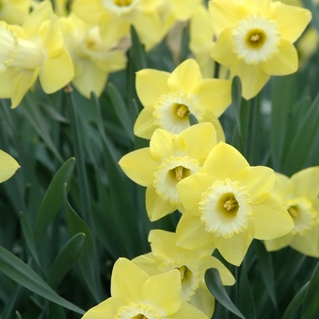 Narcissus 'Gin and Lime' (034030)