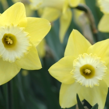 Narcissus 'Gin and Lime' (034031)