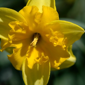 Narcissus 'Gold Split' (034036)