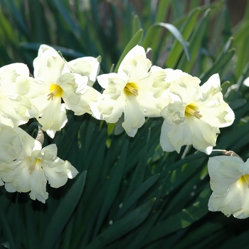 Narcissus 'Green Pearl' (034038)