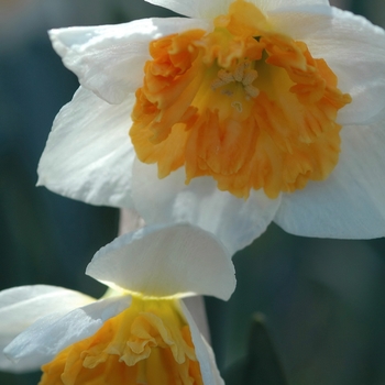 Narcissus 'Honkey' (034039)