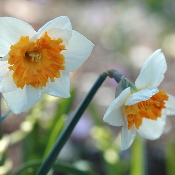 Narcissus 'Honkey' (034040)