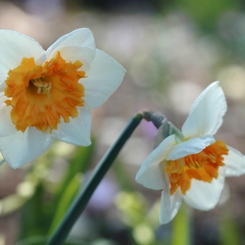 Narcissus 'Honkey' (034041)