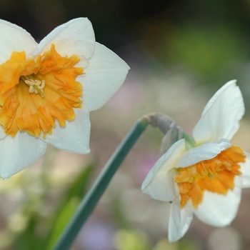 Narcissus 'Honkey' (034042)