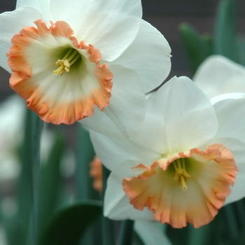 Narcissus 'Icelandic Pink' (034045)