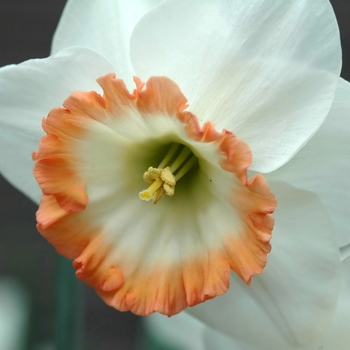 Narcissus 'Icelandic Pink' (034046)