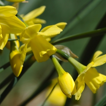 Narcissus 'Intrigue' (034049)