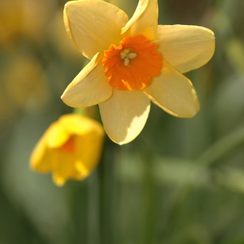 Narcissus 'Kedron' (034052)