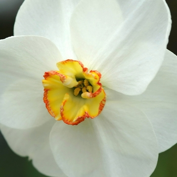 Narcissus 'La Paloma' (034055)