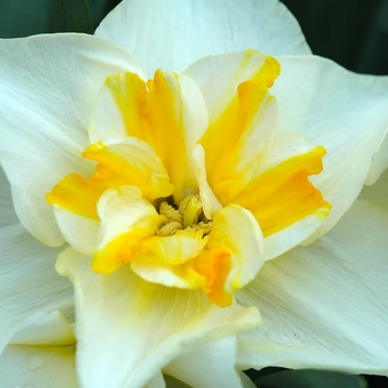 Narcissus 'Lemon Beauty' (034059)