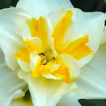 Narcissus 'Lemon Beauty' (034060)