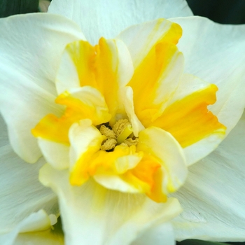 Narcissus 'Lemon Beauty' (034061)