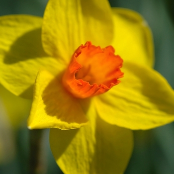Narcissus 'Loch Hope' (034065)